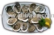Oysters $23.50/24 Pack