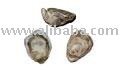Kusshi Oyster