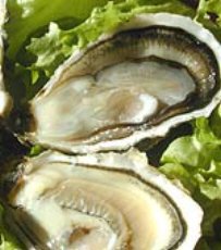 Zeeuwse Oester
