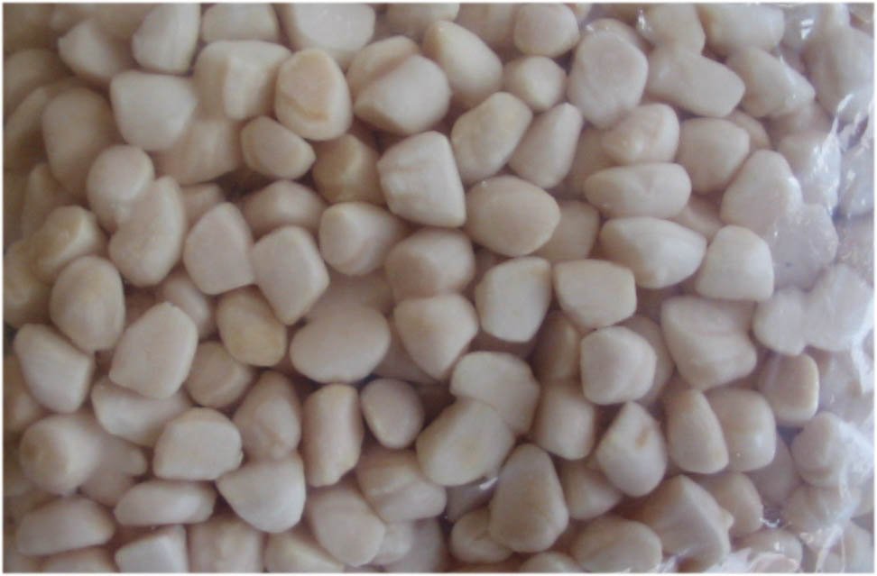 Bay scallop
