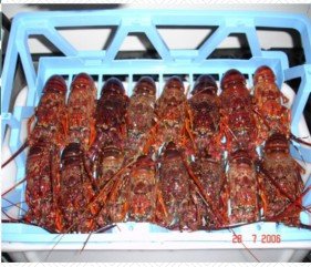  FROZEN   ROCK   LOBSTER 