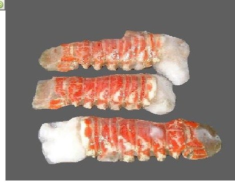  Red   Lobster  Tail