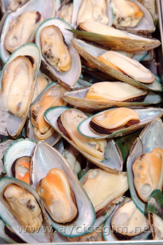LIVE MUSSEL