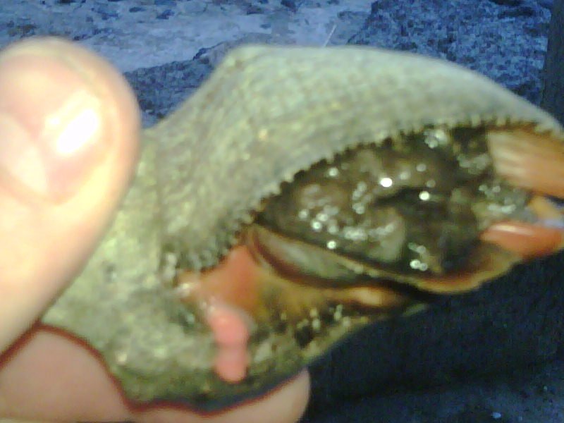 Periwinkles