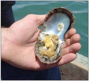 MIRACLE OYSTER