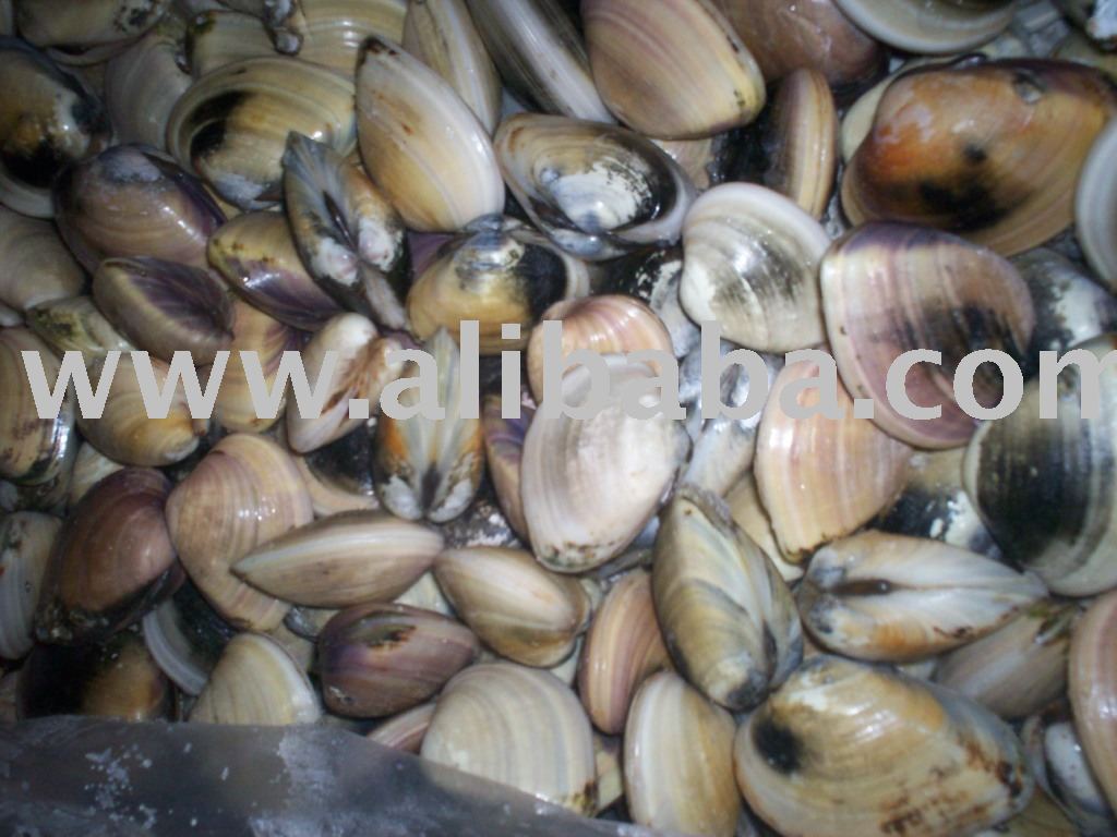 Frozen Hard Clam Whole