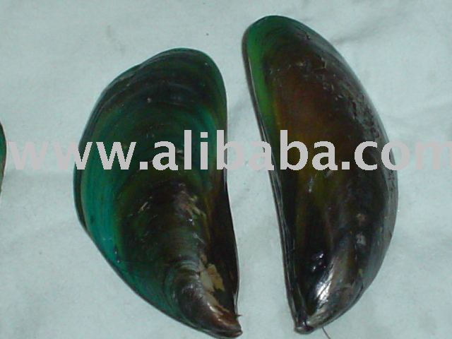 Frozen Green Mussels Whole