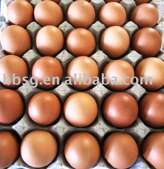 Fresh Chicken Egg