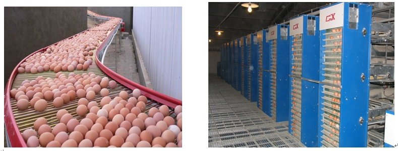 automatic chicken cage