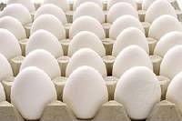 hatching eggs