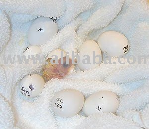 Highly  Quality Fresh and fertile eggs