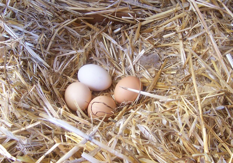 Quail eggs,Turkey eggs,Duck eggs and a veriety of others