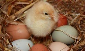 hatching eggs