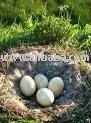 Goose Fresh Hatching Eggs