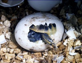 Tortoise eggs,Cameroon price supplier - 21food