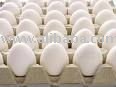 table eggs