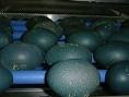 EMU EGGS