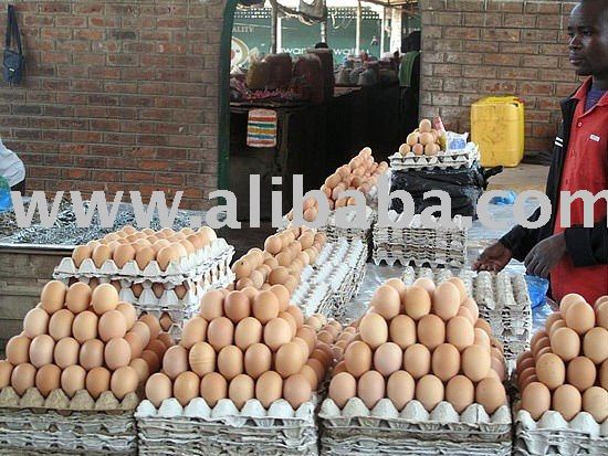 Hatching and Table eggs