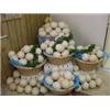  Fresh  and  fertile   Ostrich   eggs 