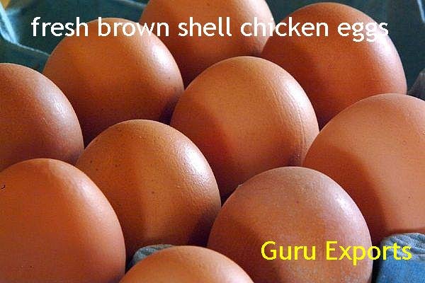 INDIAN FRESH CHICKEN EGGS EXPORTERS