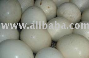 Fresh and fertile Ostrich eggs from Belgium