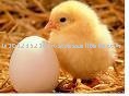 White table Eggs
