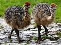ostrich chicks and eggs