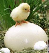 white eggs, hatch eggs, one  day  chick