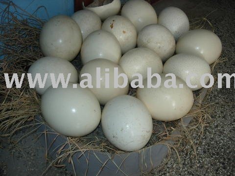 ostrich eggs