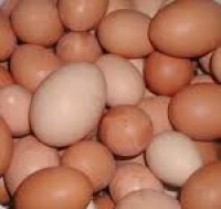  Fresh  Chicken  Egg s