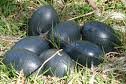 emu birds eggs for sale