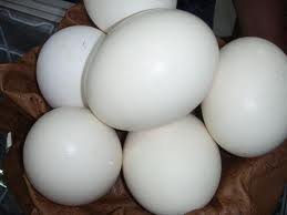 ostrich eggs for sale