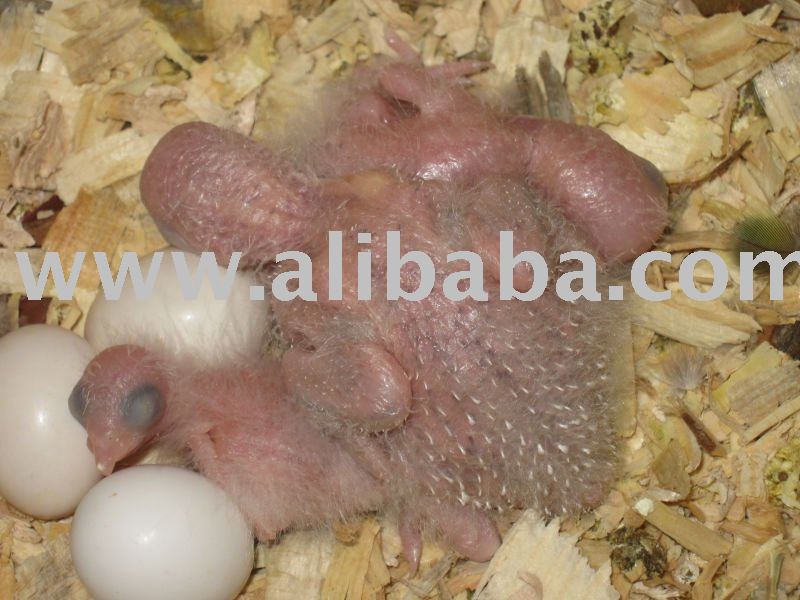  Fertile    Eggs 