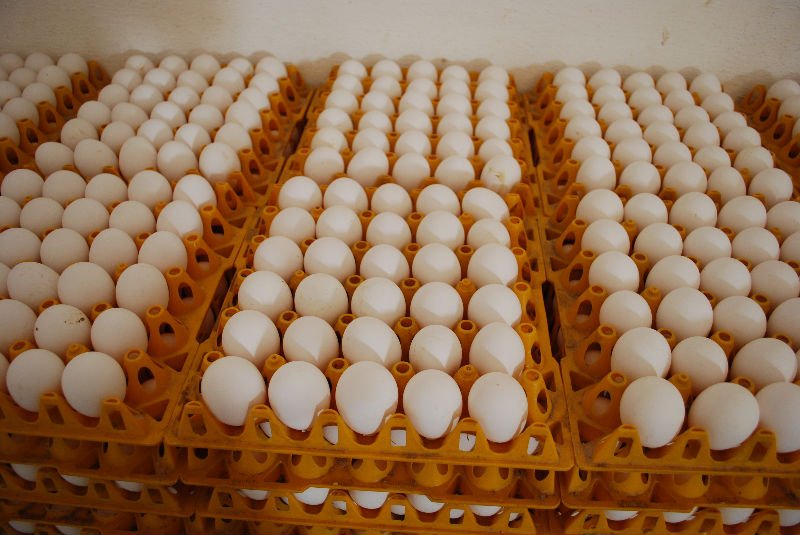 table eggs