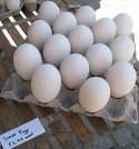 fresh  goose   eggs 