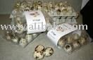 quail eggs