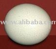 Ostrich Eggs for sale