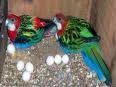 eclectus eggs