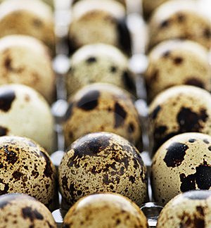 Quail hatching Eggs