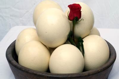 Ostrich Eggs