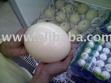  Ostrich  Egges for  Hatching 