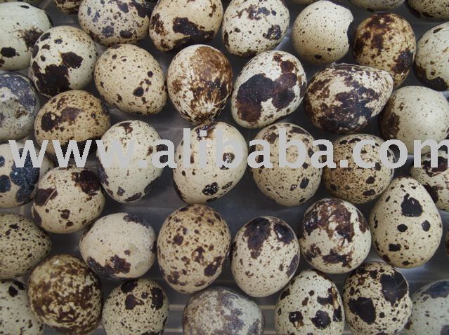Quail Eggs
