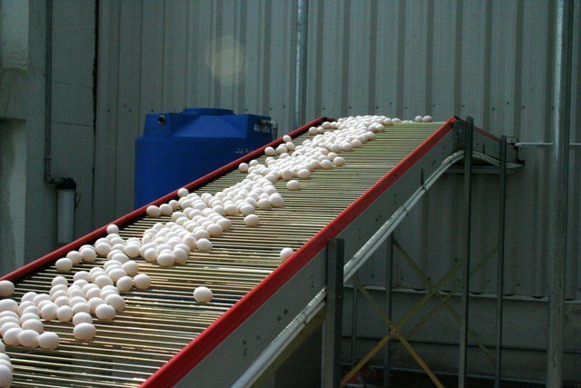 Farm Fresh Chicken Eggs