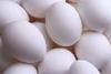 Fresh Brown and White Eggs for sale