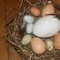 cockatoo  eggs 