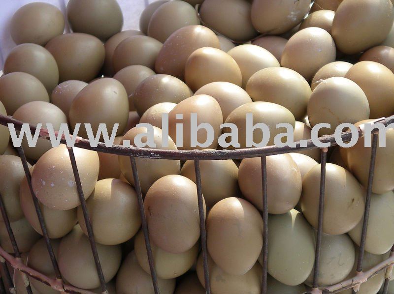 turky eggs