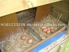 Quality Chicken Eggs