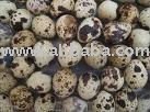 qauil eggs