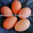 Fresh Brown Chicken Egg