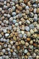 Quail eggs